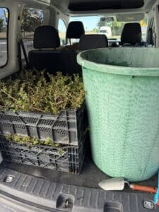 Cotoneaster-Bodendecker in Transportkisten neben Pflanzkübel und Pflanzkelle im Kofferraum eines Hausmeisterservice-Fahrzeugs